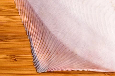 Flounder Stock Photos