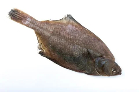 Flounder Stock Photos