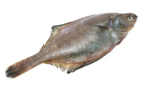 Flounder Stock Photos