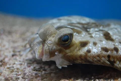 Flounder Stock Photos