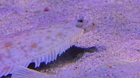 A Flounder relaxing  Stock-Footage 245045350