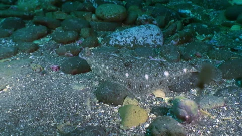 Flounder, remarkable flat fish in underwater of Japanese Sea. Stock-Footage 246729245