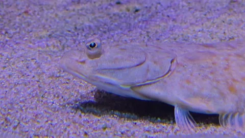 Flounder resting Stock Footage 245045864