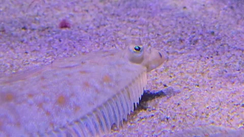 Flounder resting Stock Footage 245046120