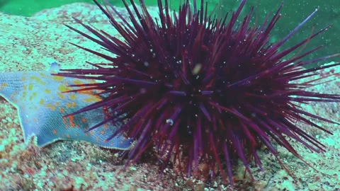 Flounder Seeks Quiet Refuge Near a Purple Urchin Sea of Japan Stock Footage 337498348