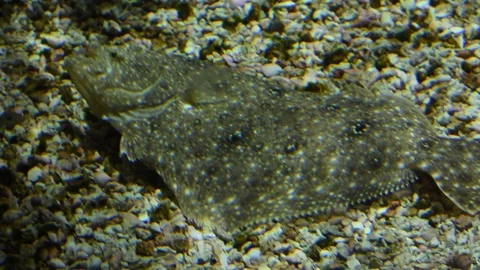 Flounder swimming 스톡 동영상 86214225