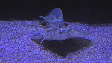 Flounder swimming  Stock Footage 257350504