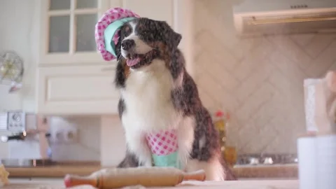 Flour is flying at the dog in slow mo. A dog in the kitchen in a funny chef's Stock Footage 278291753
