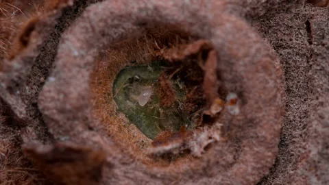 Flour Mite (acari) Acarus sp. crawls on kiwi fruit, family Acaridae Stock Footage 146404043
