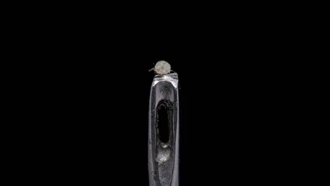 Flour mite (acari) one can see its size compared to the eye of a needle Stock Footage 146544271