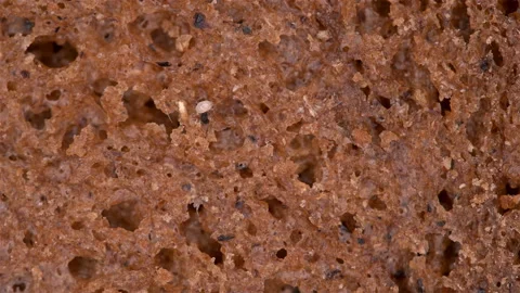 Flour Mite Acarus sp. crawls on a piece of bread, family Acaridae Stock Footage 146327327
