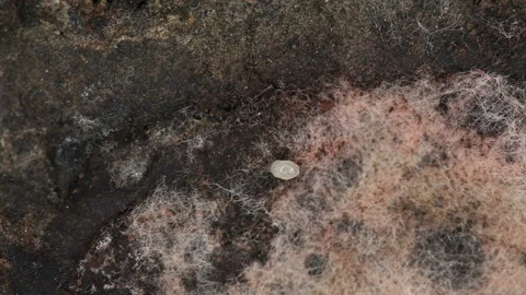 Flour Mite Acarus sp. crawls on the surface of a moldy beet, family Acaridae Stock Footage 146337129