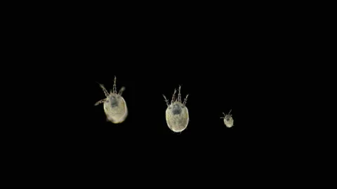 Flour Mite Acarus sp. at the stage of Deutonymph Hypopus under a microscope Stock Footage 145763813
