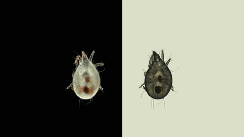 Flour Mite Acarus sp. under the microscope, family Acaridae. Video stock 145764067