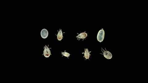 Flour Mite Acarus sp. under the microscope, family Acaridae. Stock Footage 145764100