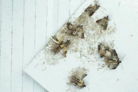 Flour moths Stock Photos
