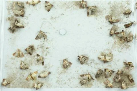 Flour moths Stock Photos