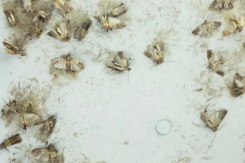 Flour moths Stock Photos