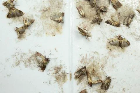 Flour moths Stock Photos