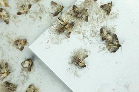 Flour moths Stock Photos
