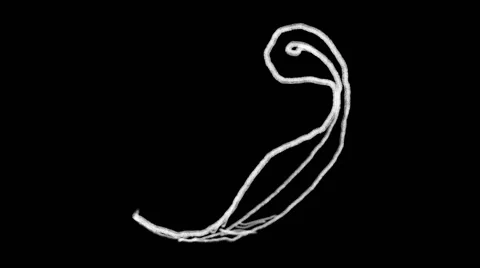 Flourish Elements 01 Stock Footage 48930925