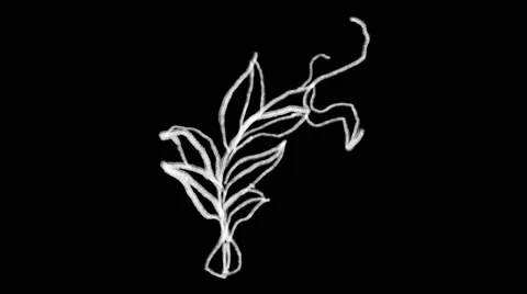 Flourish Elements 02 Stock Footage 48930926