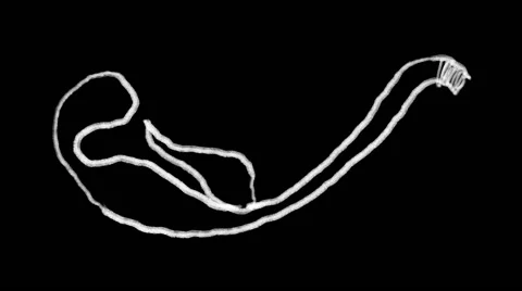 Flourish Elements 03 Stock Footage 48930928