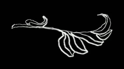 Flourish Elements 06 Stock Footage 48930932