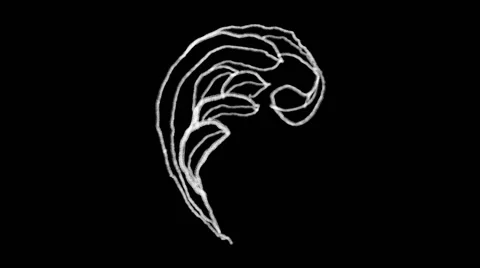 Flourish Elements 07 Stock Footage 48930933