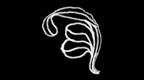 Flourish Elements 10 Stock Footage 48930938