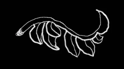 Flourish Elements 11 Stock Footage 48930939