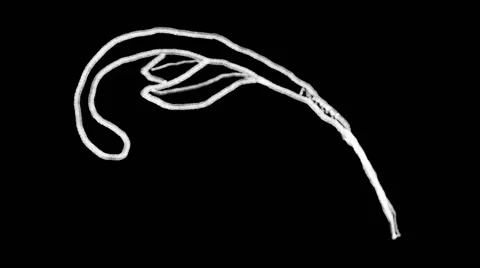 Flourish Elements 18 Stock Footage 48930949