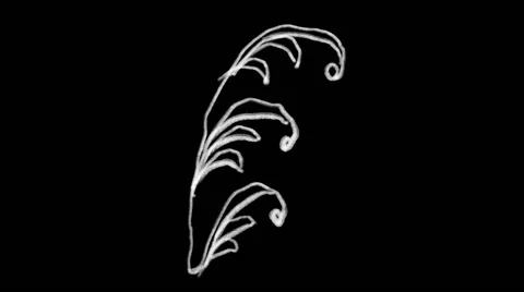 Flourish Elements 28 Stock Footage 48930960