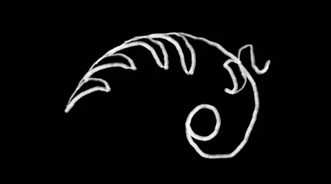 Flourish Elements 29 Stock Footage 48930961