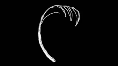 Flourish Elements 32 Stock Footage 48930965