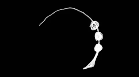 Flourish Elements 34 Stock Footage 48930966