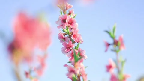 A Flourish of Spring Trees Bursting with Vibrant Blooms Stock Footage 298485599