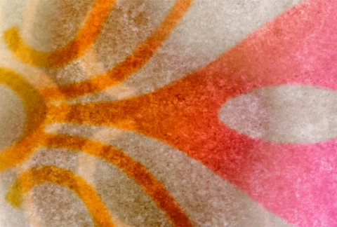 Flourishes timelapse frames  Video stock 324281