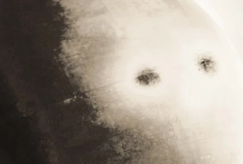 Flourishes timelapse frames  Video stock 324394