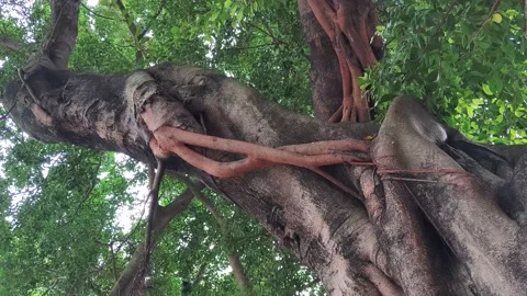 Flourishing old tree 库存影片 144382740