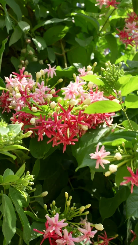 Flourishing Rangoon Creeper Cluster Stock Footage 265873637