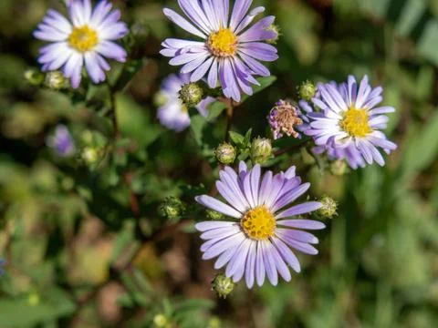 Flours on blur background. Stock Photos