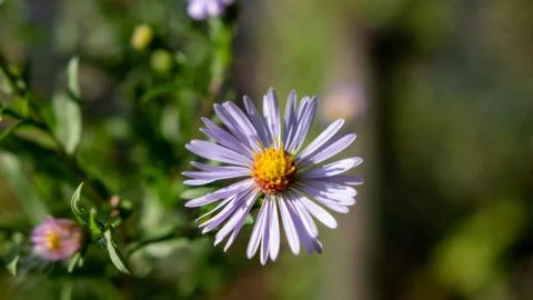 Flours on blur background Stock Photos