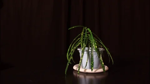 Flover, The flower is awaking, time lapse Stock Footage 71239589