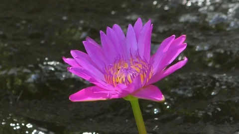 Flover Stock Footage 112659978