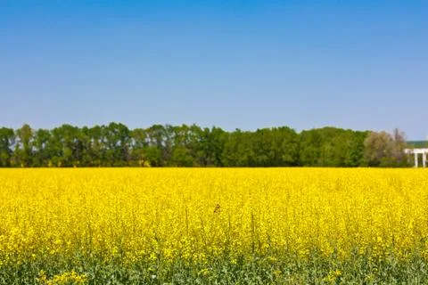 Flovering rape Stock Photos