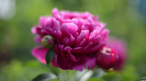 Flovers 0001 스톡 동영상 21217853