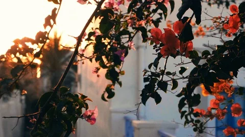 Flovers in greece santorini  Stock Footage 101125566