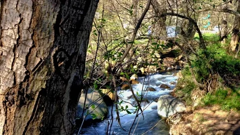 Flow and noisy mountain river in the early morning Video stock 144646419