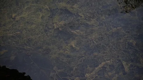 Flow of clear water in a pond with algae in slow motion Stock Footage 130108450